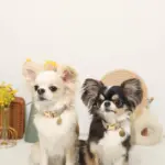 ミックスカラー反射カラー【名入れ彫刻対応】 - Image 8