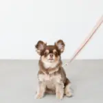 コットンライクハーネス - Image 2