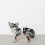 コットンライクハーネス - Image 7