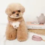 冷感いちご柄ハーネス+リードSET【名入れ刺繍対応】 - Image 2