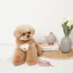 冷感いちご柄ハーネス+リードSET【名入れ刺繍対応】 - Image 4