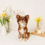 フラワーチャーム刺繍カラー+リードSET【名入れ彫刻対応】 - Image 4