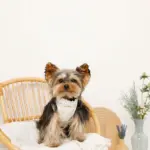 リボン刺繍フリルキルティングハーネス+リードSET【名入れ刺繍対応】 - Image 8