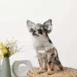 冷感フラワー刺繍ハーネス+リードSET【名入れ刺繍対応】 - Image 7