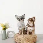 冷感フラワー刺繍ハーネス+リードSET【名入れ刺繍対応】 - Image 8