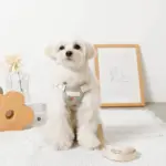 冷感フラワー刺繍ハーネス+リードSET【名入れ刺繍対応】 - Image 9