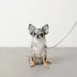 冷感アイスクリーム柄ハーネス+リードSET【名入れ刺繍対応】 - Image 3