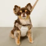 撥水バイカラーハーネス+リードSET【名入れ刺繍対応】 - Image 3