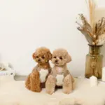 撥水バイカラーハーネス+リードSET【名入れ刺繍対応】 - Image 4