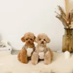 撥水バイカラーハーネス+リードSET【名入れ刺繍対応】 - Image 5