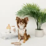 冷感マリン柄刺繍ハーネス+リードSET【名入れ刺繍対応】 - Image 2