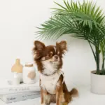 冷感マリン柄刺繍ハーネス+リードSET【名入れ刺繍対応】 - Image 6