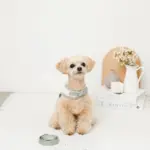 冷感マーガレット柄ハーネス+リードSET【名入れ刺繍対応】【保冷剤付き】 - Image 4