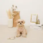 さくらんぼ刺繍ハーネス+リードSET【名入れ刺繍対応】 - Image 7