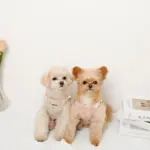 さくらんぼ刺繍ハーネス+リードSET【名入れ刺繍対応】 - Image 9