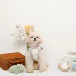 恐竜柄刺繍ハーネス+リードSET【名入れ刺繍対応】 - Image 7