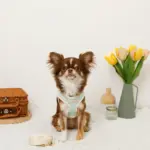 バイカラーハーネス＋リードSET【名入れ刺繍対応】 - Image 4