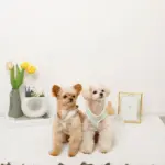 バイカラーハーネス＋リードSET【名入れ刺繍対応】 - Image 5