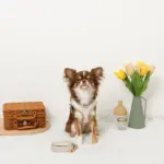 バイカラーハーネス＋リードSET【名入れ刺繍対応】 - Image 7