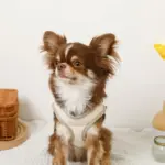 バイカラーハーネス＋リードSET【名入れ刺繍対応】 - Image 8