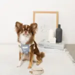 冷感シェルヒトデ柄ハーネス+リードSET【名入れ刺繍対応】 - Image 2