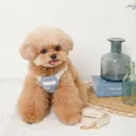 冷感シェルヒトデ柄ハーネス+リードSET【名入れ刺繍対応】 - Image 4