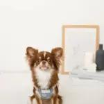 冷感シェルヒトデ柄ハーネス+リードSET【名入れ刺繍対応】 - Image 6