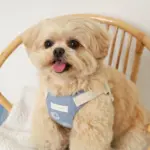 冷感シェルヒトデ柄ハーネス+リードSET【名入れ刺繍対応】 - Image 8