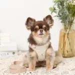 レモン柄刺繍ハーネス+リードSET【名入れ刺繍対応】 - Image 2