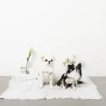 レモン柄刺繍ハーネス+リードSET【名入れ刺繍対応】 - Image 5