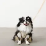 レモン柄刺繍ハーネス+リードSET【名入れ刺繍対応】 - Image 6