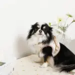 レモン柄刺繍ハーネス+リードSET【名入れ刺繍対応】 - Image 9