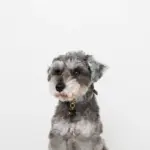 ボーンチャームレザーカラー【名入れ彫刻対応】 - Image 6