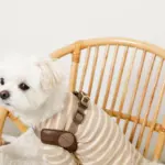 ソフトメッシュハーネス - Image 8