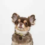 バイカラーサークルチャームレザーカラー【名入れ彫刻対応】 - Image 4