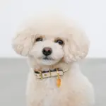 バイカラーサークルチャームレザーカラー【名入れ彫刻対応】 - Image 8