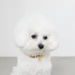 バイカラーサークルチャームレザーカラー【名入れ彫刻対応】 - Image 9