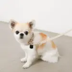 ソフトラバーカラー＋リードSET【名入れ彫刻対応】 - Image 4