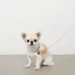 ソフトラバーカラー＋リードSET【名入れ彫刻対応】 - Image 5