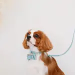 オーストレザーリボンペンダントカラー【名入れ彫刻対応】 - Image 2