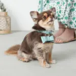 オーストレザーリボンペンダントカラー【名入れ彫刻対応】 - Image 7