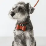 オーストレザーリボンペンダントカラー【名入れ彫刻対応】 - Image 10