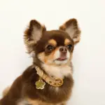 なみなみフラワーチャームレザーカラー【名入れ彫刻対応】 - Image 4