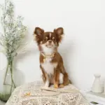 なみなみレザーリード - Image 4