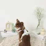 PUレザーテープハーネス+リードSET - Image 4