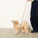 2way反射ほし柄リード - Image 5