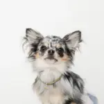 コードチョーカー - Image 7