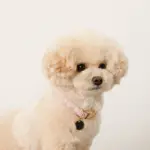 エコスエードカラー＋リードSET【名入れ彫刻対応】 - Image 5