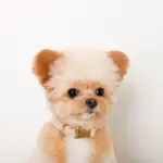 エコスエードカラー＋リードSET【名入れ彫刻対応】 - Image 6