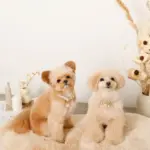 エコスエードカラー＋リードSET【名入れ彫刻対応】 - Image 8